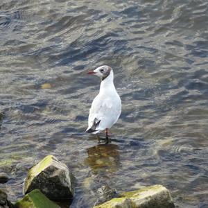 Black-headed Gull