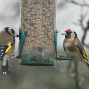 European Goldfinch