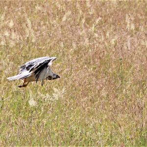 Common Buzzard