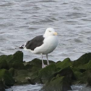 Great Black-backed Gull