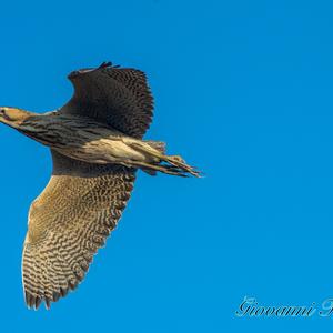 Great Bittern