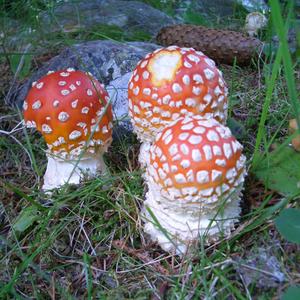 Fly Agaric