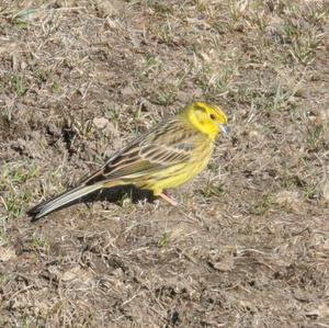 Yellowhammer