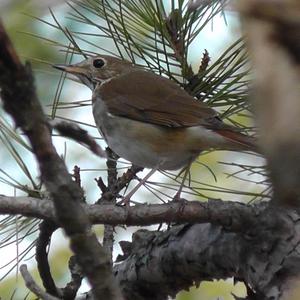 Hermit Thrush