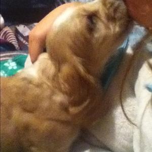 Unknown Breed