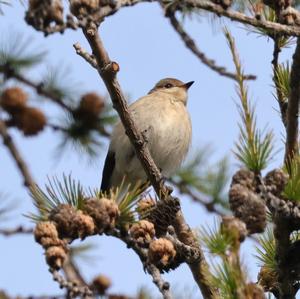 European Pied Flycatcher