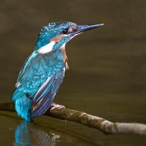 Common Kingfisher