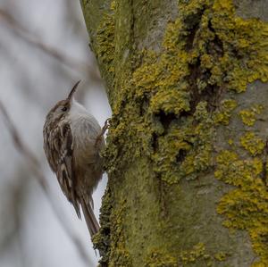 Short-toed Treecreeper