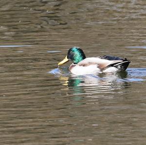 Mallard