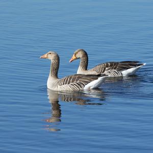 Greylag Goose