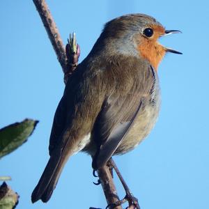 Rotkehlchen