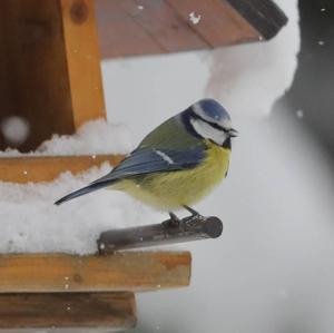 Blue Tit