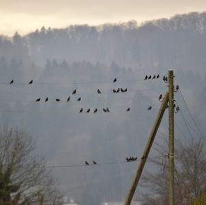 Common Starling