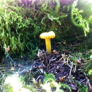 Chanterelle, Common