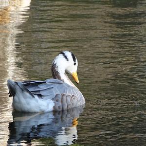 Bar-headed Goose