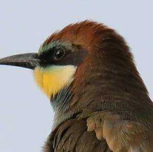 European Bee-eater