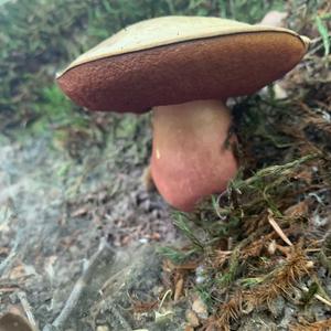 Dotted-stem Bolete