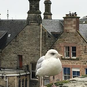 Black-headed Gull