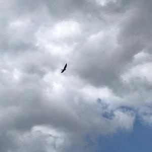 Common Kestrel