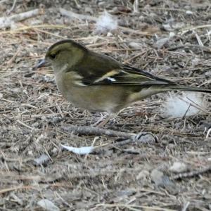 Eurasian Chaffinch