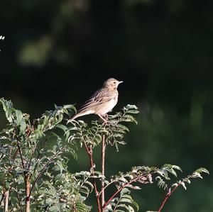 Tree Pipit