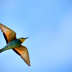 European Bee-eater