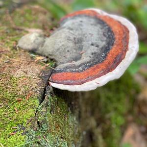 Red-belted Polypore