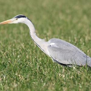 Grey Heron