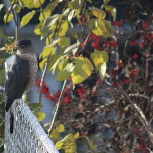 Sharp-shinned Hawk