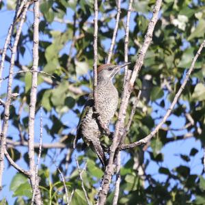 Eurasian Green Woodpecker