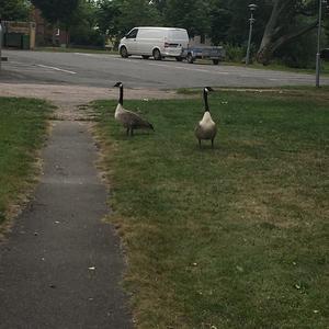 Canada Goose