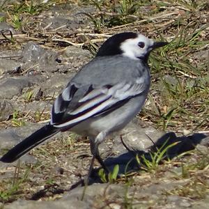 White Wagtail