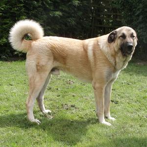 Anatolischer Hirtenhund