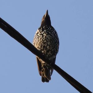 Common Starling