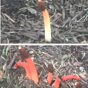 Dog Stinkhorn