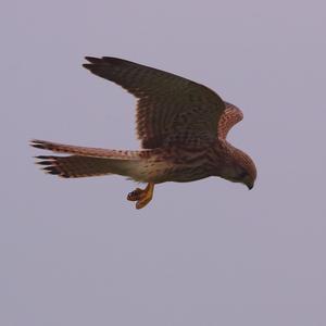 Common Kestrel