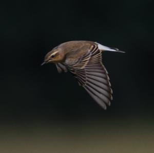 Northern Wheatear