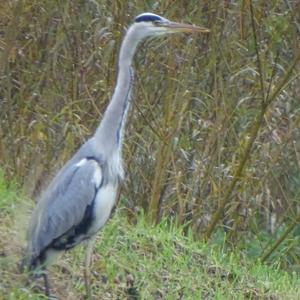 Grey Heron