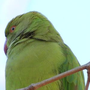 Rose-ringed Parakeet