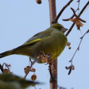 European Greenfinch