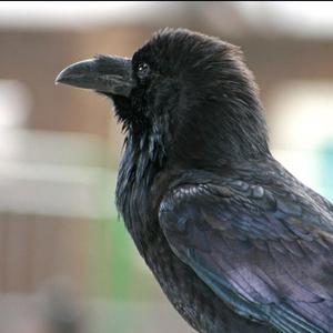 Common Raven