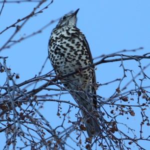 Mistle Thrush