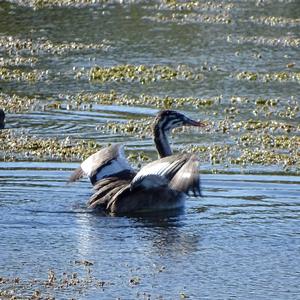 Great Crested Grebe