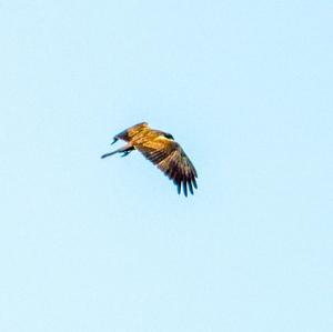 Western Marsh-harrier