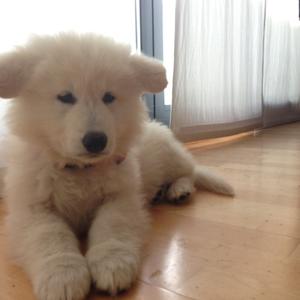 Berger Blanc Suisse