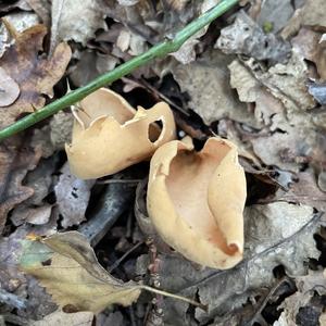 Orange Peel Fungus