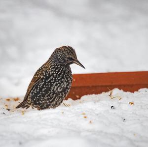 Common Starling