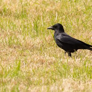 Carrion Crow