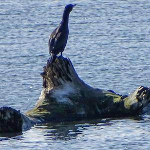 Great Cormorant