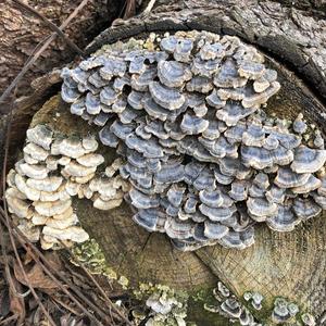 Turkey-tail